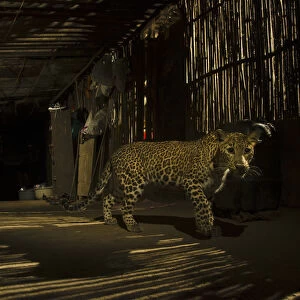 Leopard (Panthera pardus) in city at night, Mumbai, India. December 2018