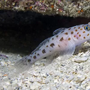 Leopard-spotted Goby (Thorogobius ephippiatus). Channel Islands, UK, June