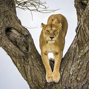 Lion (Panthera leo), female in fork of tree. Serengeti National Park, Serengeti, Tanzania