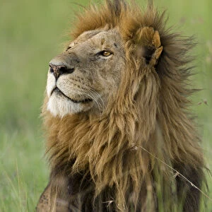 Lion (Panthera leo) male, Masai-Mara Game Reserve, Kenya. Vulnerable species
