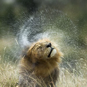 Lion (Panthera leo) male shaking his head after rain, Masai-Mara Game Reserve, Kenya
