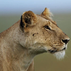 Lioness (Panthera leo) portrait, Marsh Pride, Masai Mara, Kenya