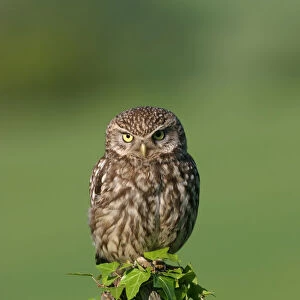 Little owl {Athene noctua} Derbyshire, England