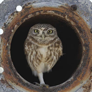 Little owl (Athene noctua) in old irrigation pipe, Oman, December