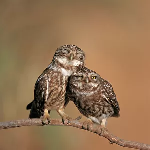 Little owl {Athene noctua) pair perched, courtship behaviour, Spain