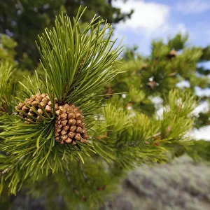 Lodgepole pine cones (Pinus contorta), Teton County, Wyoming, USA. May