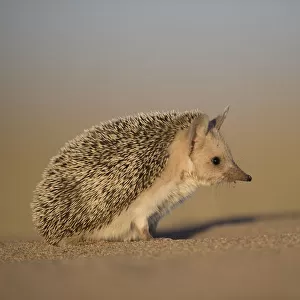 Erinaceidae Mouse Mat Collection: Desert Hedgehog