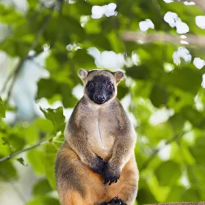 Macropodidae Tote Bag Collection: Lumholtzs Tree Kangaroo