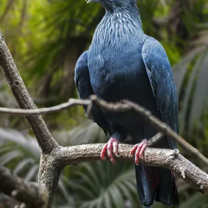 Pigeons Collection: Madagascan Blue Pigeon