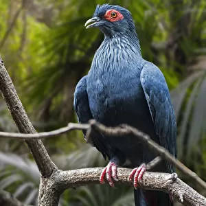 Pigeons Collection: Madagascan Blue Pigeon