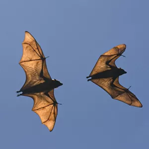Madagascar fruit bat / flying fox (Pteropus rufus) Berenty Reserve, Madagascar (Digital