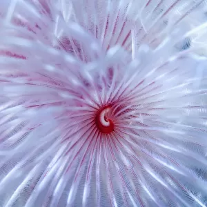 Magnificent feather duster worm (Protula magnifica) Puerto Galera, Philippines