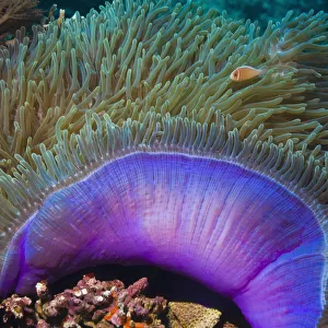 Magnificent sea anemone (Heteractis magnifica) with Anemone fish within tentacles, Indonesia