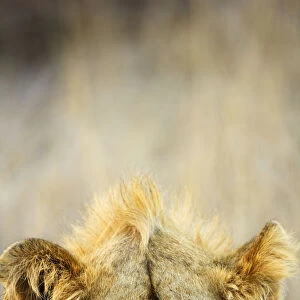 Male African lion (Panthera leo), Kruger National Park, Transvaal, South Africa