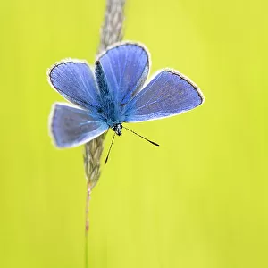 Male common blue butterfly (Polyommatus icarus) basking wings open on grass, Vealand Farm, Devon, UK. June