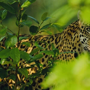 Male Jaguar through vegetation {Panthera onca} captive Pantanal, Brazil