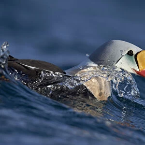 Male King eider (Somateria spectabilis) surfacing, Batsfjord, Norway, March