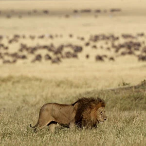 Male Lion (Panthera leo) Romeo in habitat, from the Marsh Pride, Masai Mara