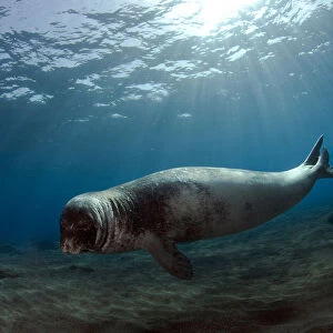 Male Monk seal (Monachus monachus) Deserta Grande, Desertas Islands, Madeira, Portugal