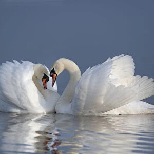 Two male Mute swans (Cygnus olor) displaying on water in territorial dispute, UK