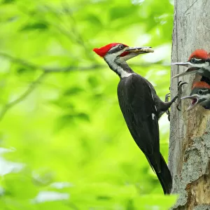 Woodpeckers Collection: Pileated Woodpecker