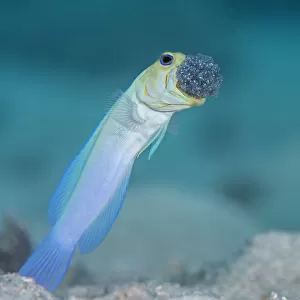 Male Yellow-headed jawfish (Opistognathus aurifrons) blows out the clutch of eggs