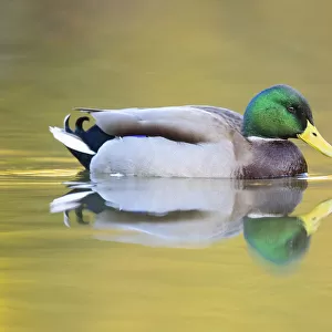 Mallard (Anas platyrhynchos) male swimming with autumn colours reflected in the water