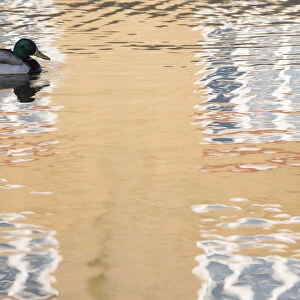 Mallard duck (Anas platyrhynchos) drake swimming through reflection of house, Bude canal