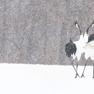 Manchurian crane (Grus japonensis) pair in courtship dance during snowstorm. Hokkaido, Japan. March
