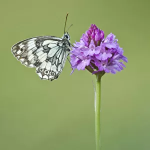 Marbled White butterfly (Melanagria galathea) resting on Pyramidal Orchid (Anacamptis