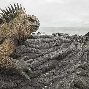 Marine iguana (Amblyrhynchus cristatus) basking on volcanic rock at coast. Isabela Island