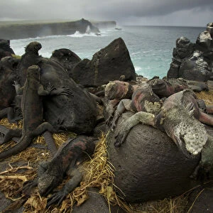 Marine Iguanas (Amblyrhynchus cristatus) on the south coast of Espanola Island, Galapagos