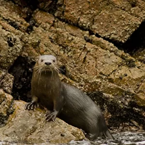 Marine otter (Lontra felina) female on coastal rocks, Paracas National Reserve, Peru