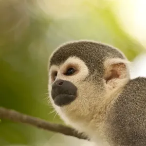 Common Squirrel Monkey Print, Peru Tree Scene