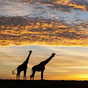 Masai giraffes (Giraffa camelopardalis tippelskirchi), at sunrise, Masai-Mara Game Reserve, Kenya. March