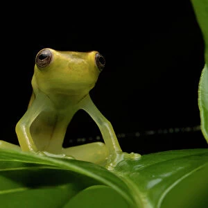 Mashpi torrenteer frog (Hyloscirtus mashpi) juvenile. resting on a leaf at night, Mashpi, Pichincha, Ecuador. Endangered