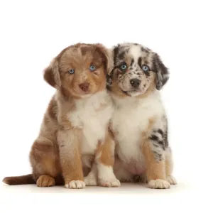 Two merle Mini American Shepherd puppies