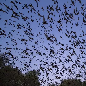 Molossidae Glass Frame Collection: Brazilian Free-tailed Bat