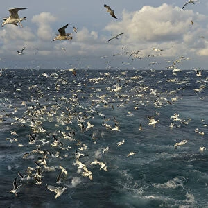 Mixed flock of Northern gannets (Morus bassanus) and gulls (Larus) feeding in the
