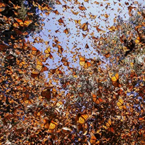 Monarch butterfly (Danaus plexippus), in wintering from November to March in Oyamel pine forests