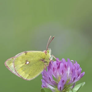 Mountain clouded butterfly (Colias phicomone) on clover flower, Stelvo Pass, Alps, Italy, June