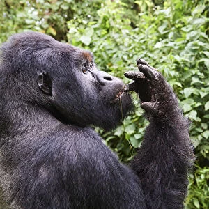 Mountain gorilla (Gorilla beringei beringei) silverback male Humba feeding