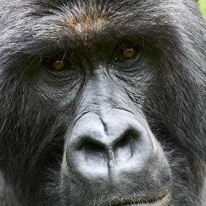 Mountain gorilla (Gorilla beringei beringei) silverback male, head portrait, member