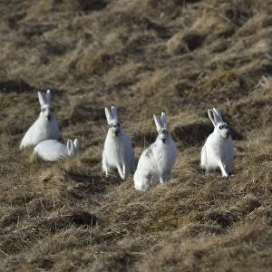 Mountain hare (Lepus timidus) group sitting and feeding in grassland