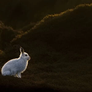 Mountain Hare (Lepus timidus) on moorland with white winter coat, Kinder Scout, Peak