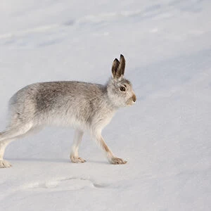 Mountain hare (Lepus timidus) in winter coat, stretching on snow, Scotland, UK, February