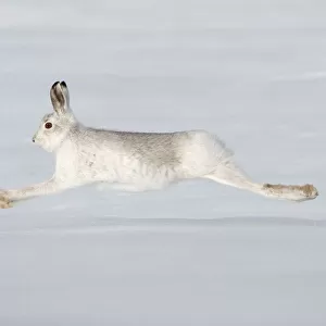 Mountain hare (Lepus timidus) in winter coat running across snow, stretched at full length