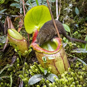 Mountain tree shrew (Tupaia montana) feeding on nectar secreted by the endemic Pitcher Plant