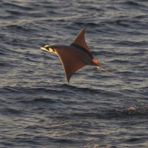 Munks mobula ray / Devilray (Mobula munkiana) leaping out of the water, Sea of Cortez