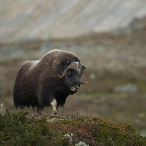 Musk Ox (Ovibos moschatus) in mountainous habitat. Dovrefjell National Park, Norway, September